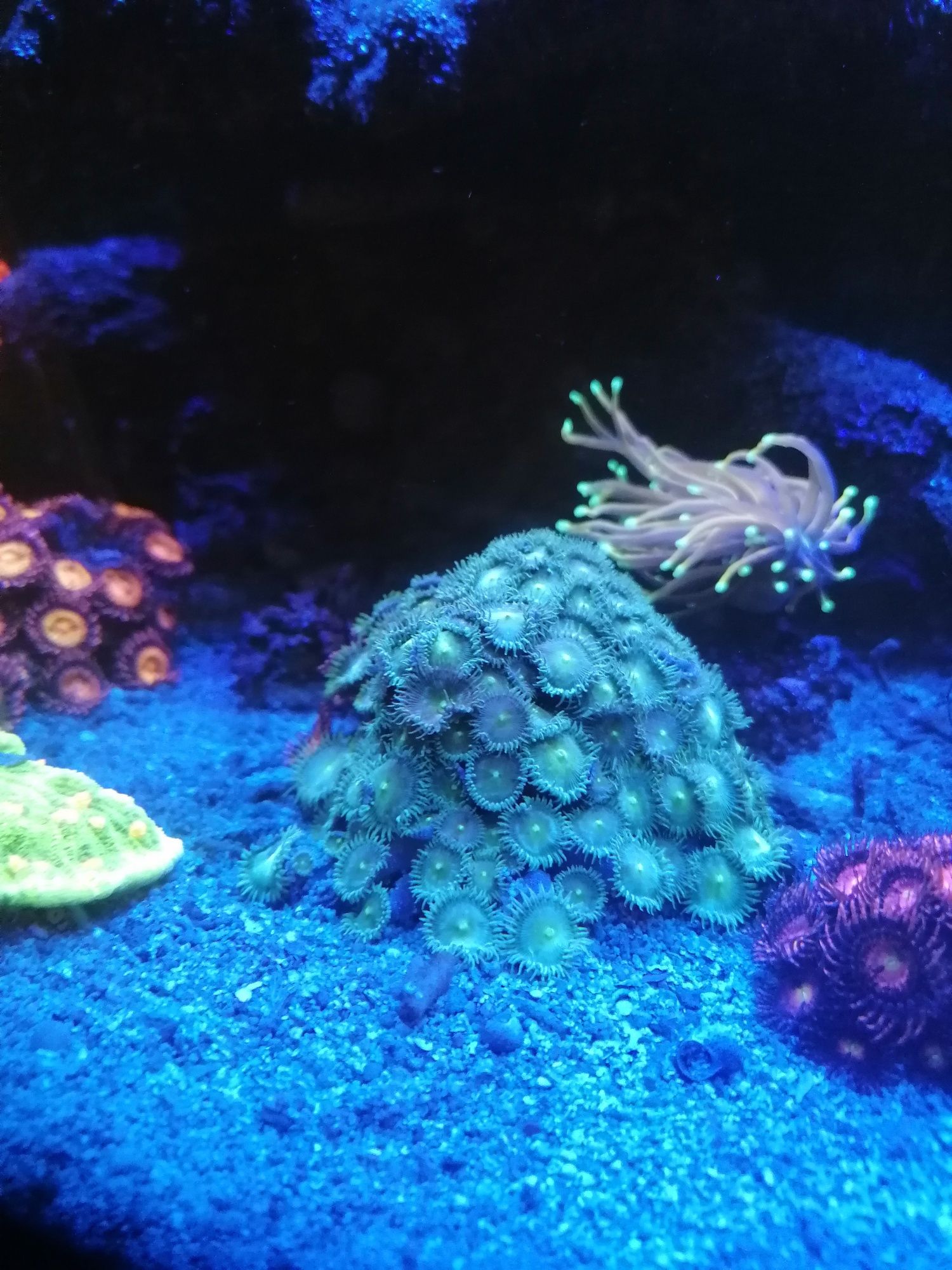 Koralowce skała zoanthus green fluo akwarium morskie