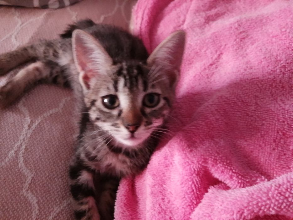 Gatos para doacao