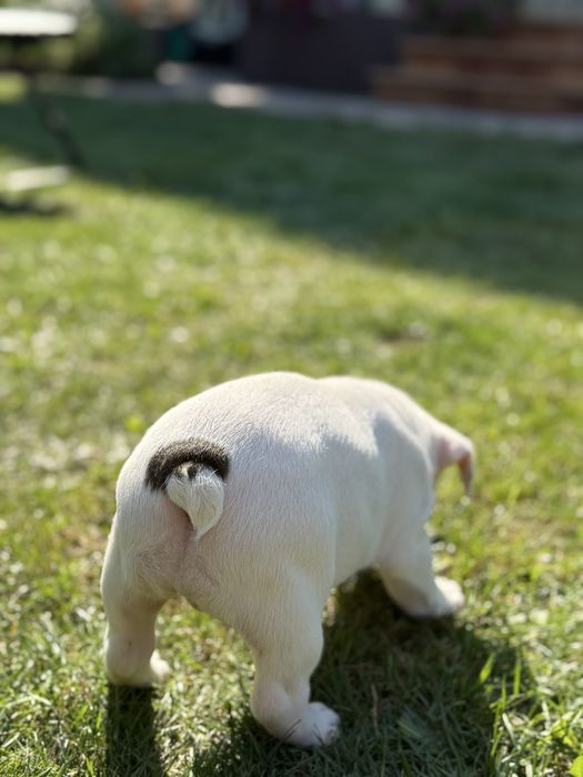 Suczka buldog francuski
