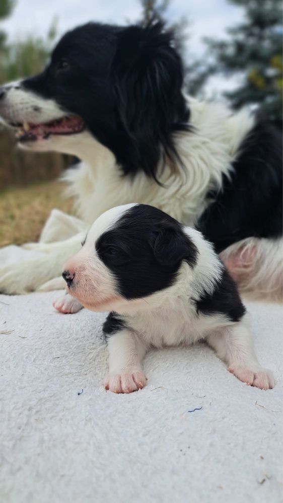 Nora prześliczna sunia border collie 3 tygodnie ZkwP FCI