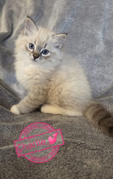 Ragdoll kocięta mitted, bicolour z rodowodem
