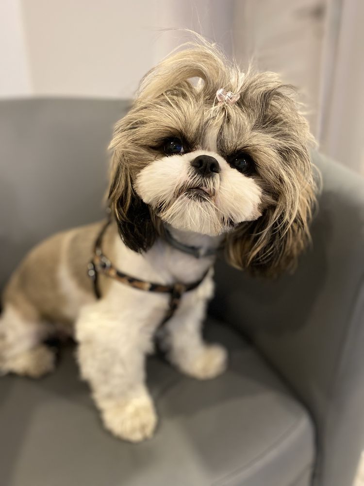 Suczka, shih-tzu, tricolor, szczeniak, shih tzu