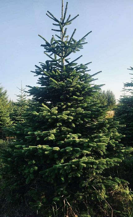 Jodla kaukaska 2.70-4.00 swierk choinki