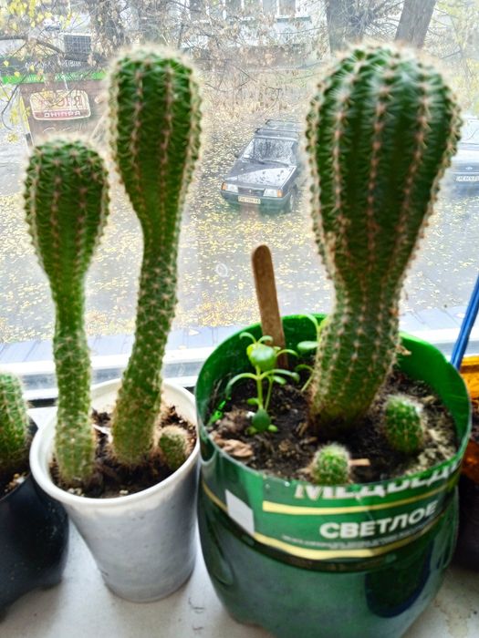 Кактусы разных размеров