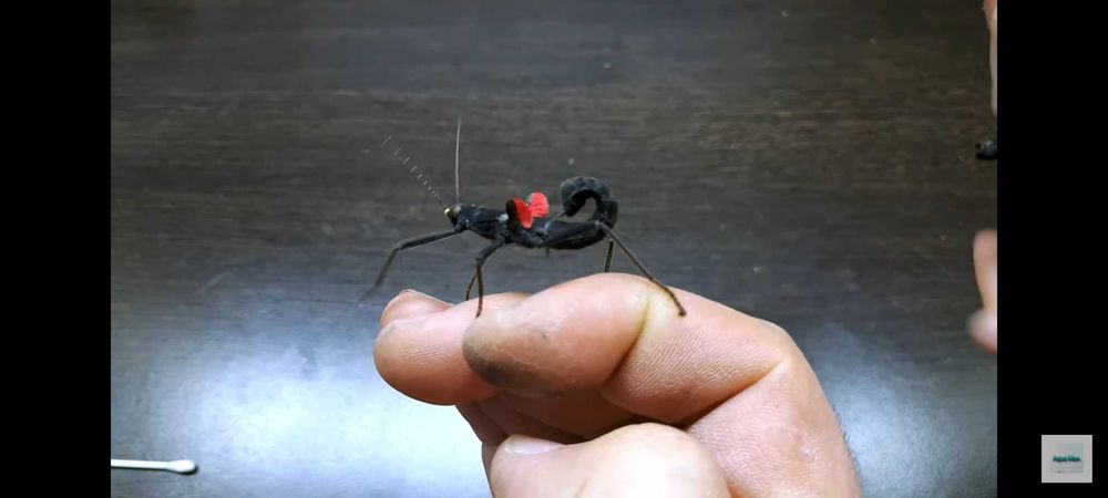 Всевозможный живой корм, таракан сверчок зофобас знахарь мучник тарган