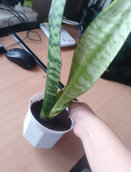 Сансеверия (тещин язык)