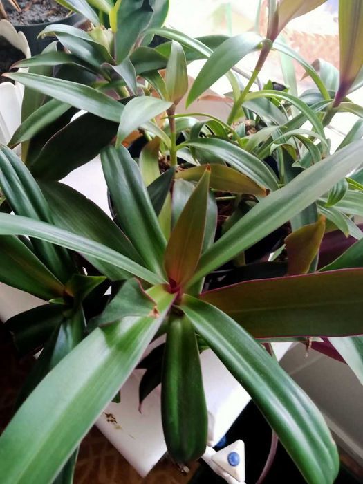 Традесканція альбіфлора, рео, колізія