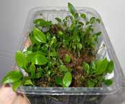 Anthurium pallidiflorum i anthurium pendens