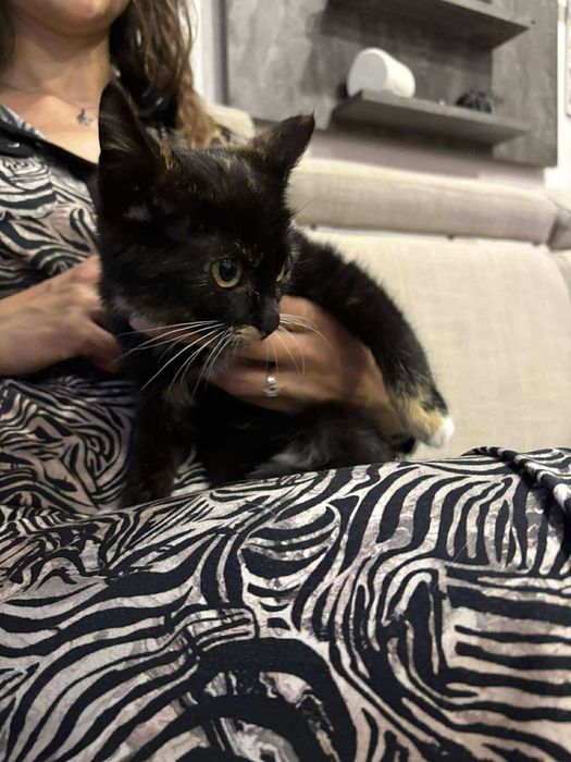 Bella szylkretka do adopcji