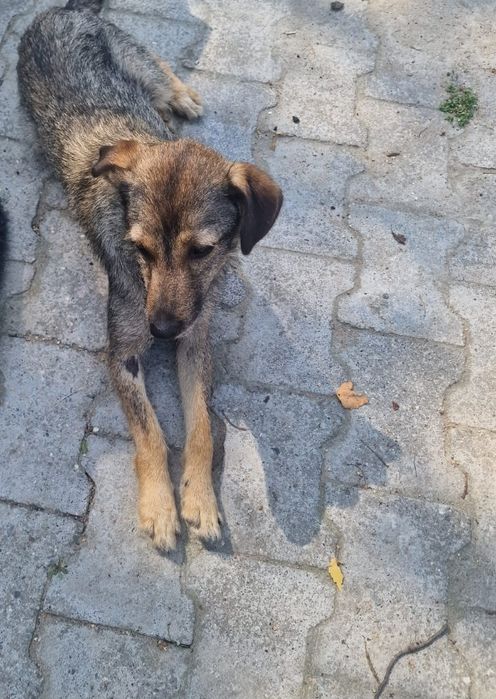 Zoja do adopcji.