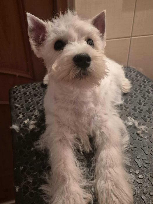 Pies West Highland White Terrier FCI/ZKwP