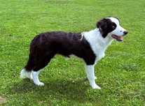Sunia Border Collie FCI