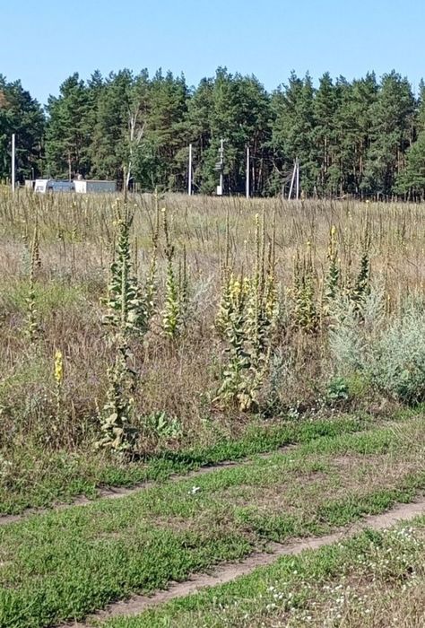 Продаж земельної ділянки село Ясногородка 22 га Вишгородсткого району
