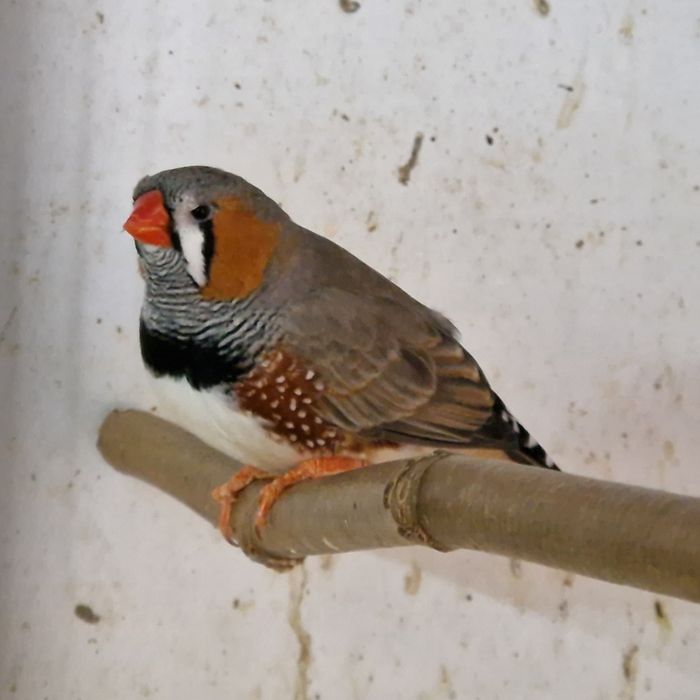 Diamante Sparrow, Goulds, Mandarins Gigantes