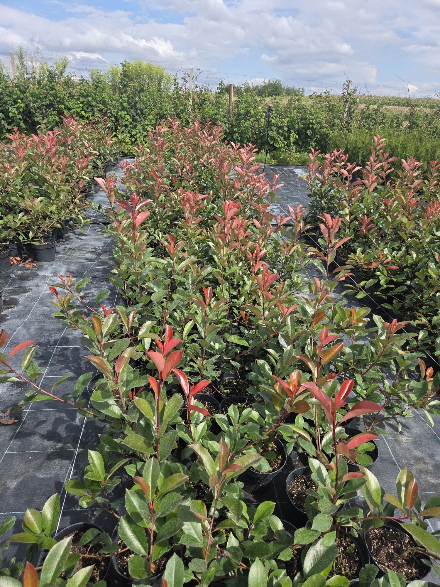 Głogowbik Photinia Redrobin 80cm donicach C5