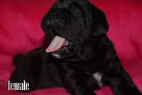 Cane Corso Italiano