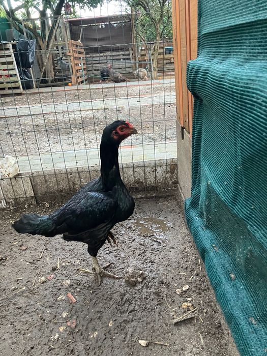 Casal de shamos adulto