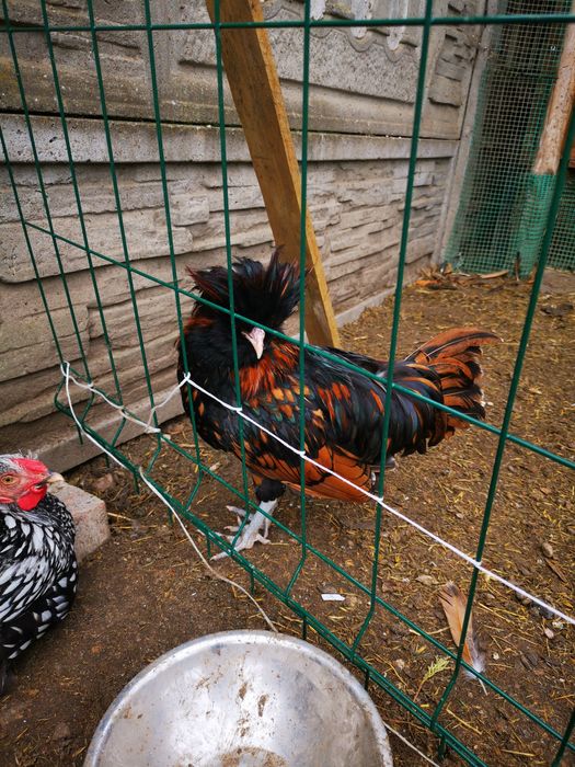 CZUBATKA kogut z kwietnia 2025