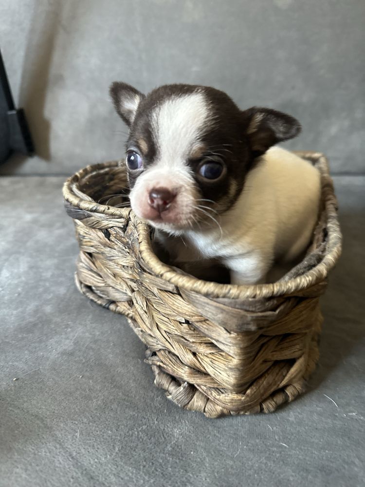 Chihuahua chlopczyk do odbioru