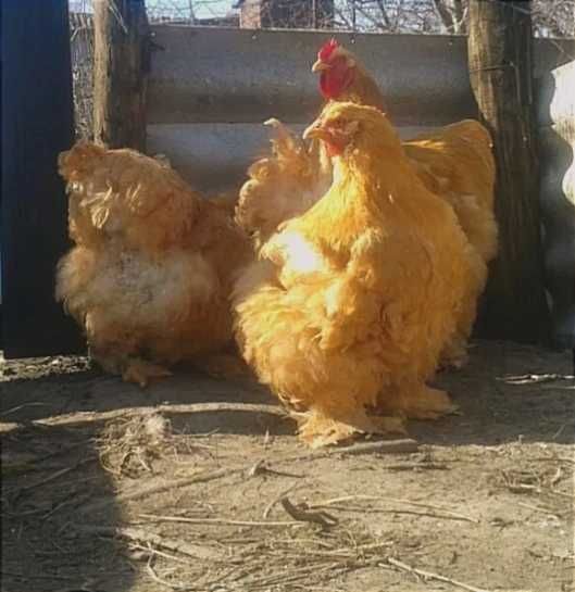 Продам инкубационное яйцо от кур Кохинхин Палевый