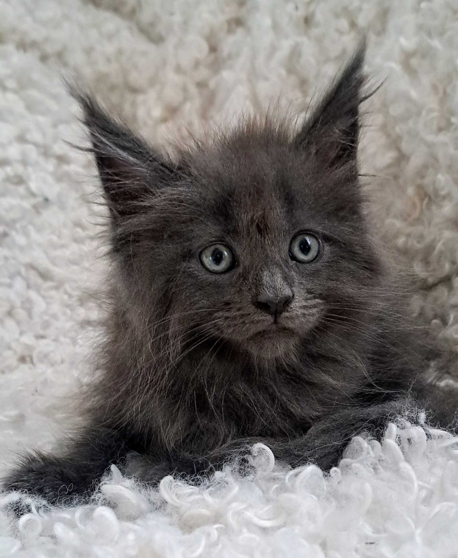Śliczny Maine Coon