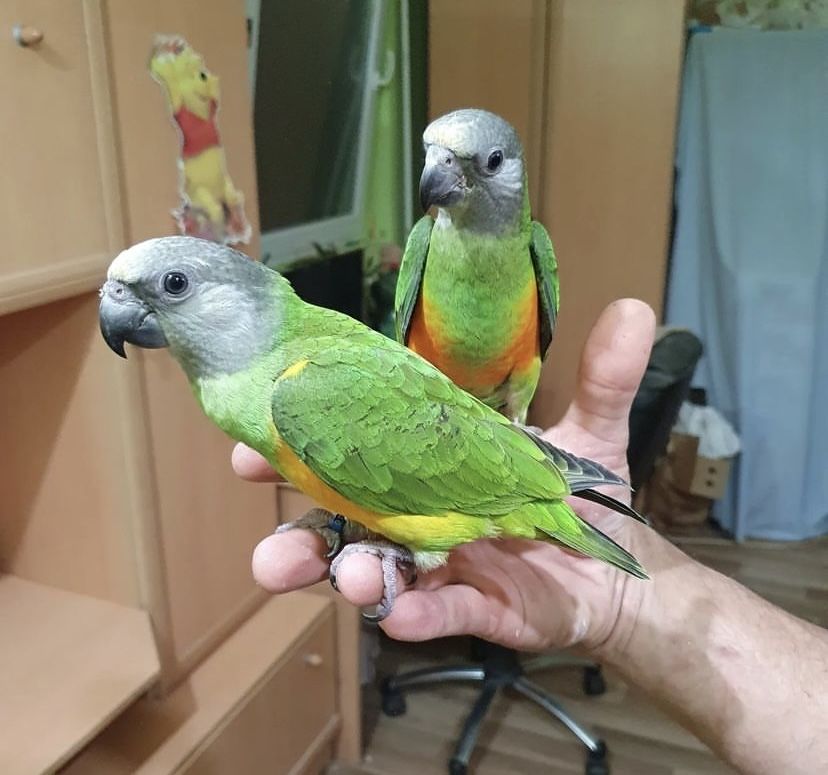 Птенцы Сенегальского попугая/сенегал