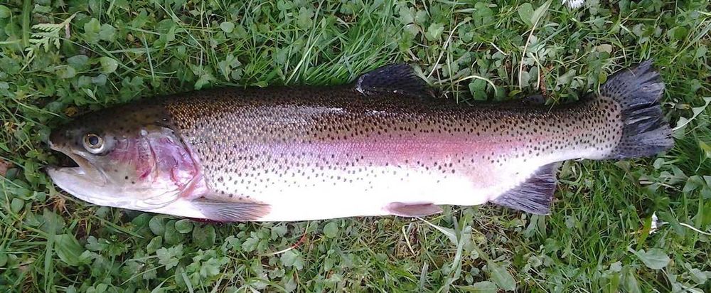 Sprzedam pstrągi żywe