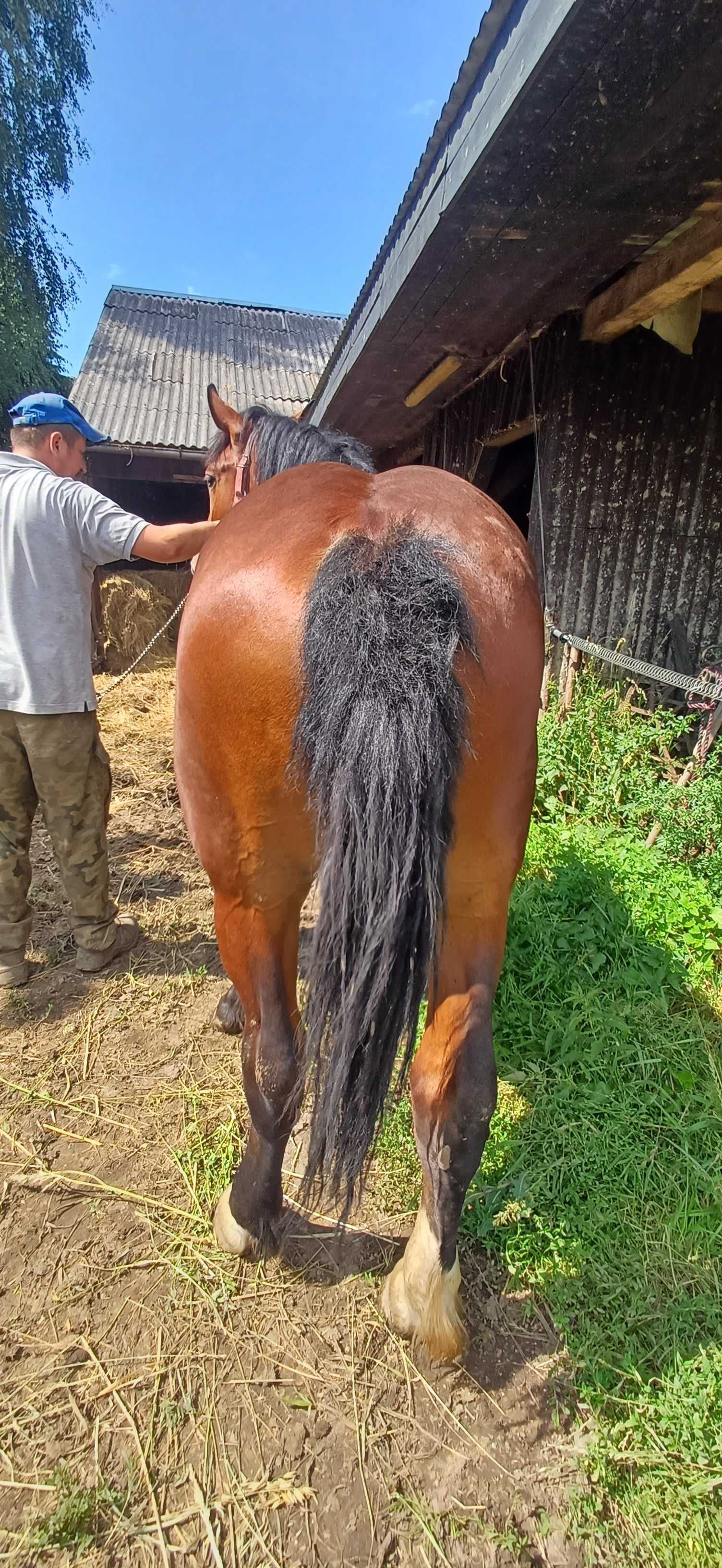 Koń źróbek źrebak
