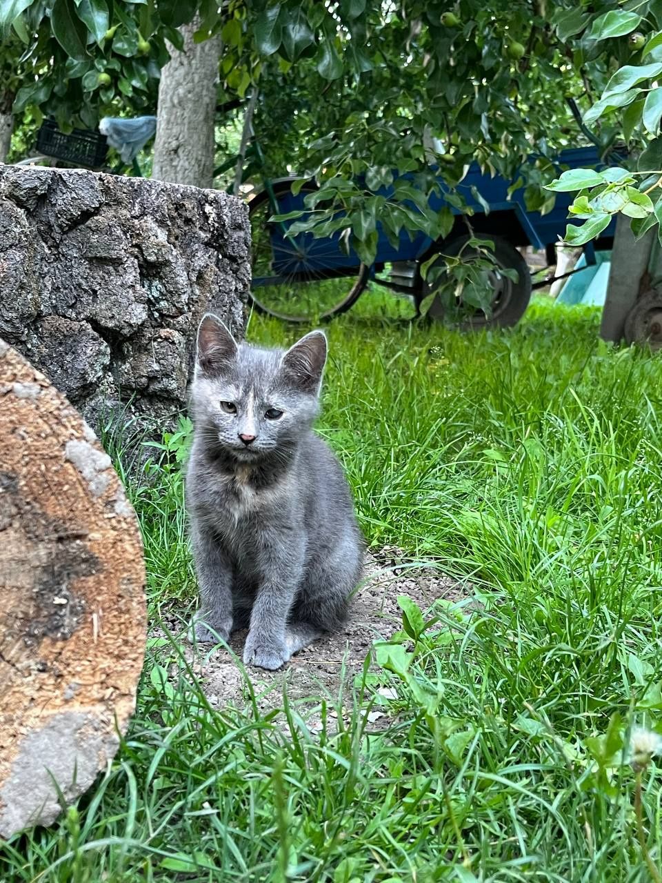 Віддам котика в добрі руки Брусилів