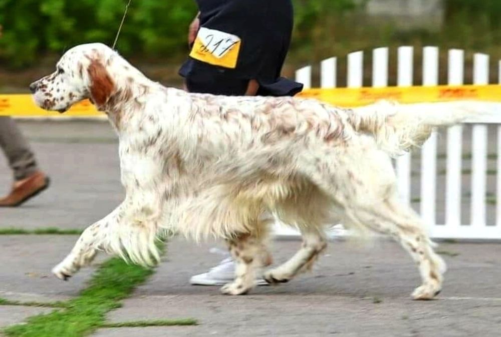 Англійський сетер