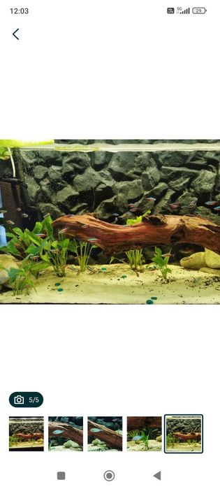 Neon czerwony neonki