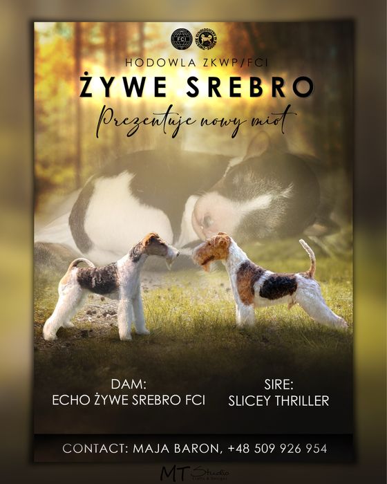 Szczenięta foksteriera szorstkowłosego