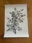 Plakat roslina, wymiary 21,5x30