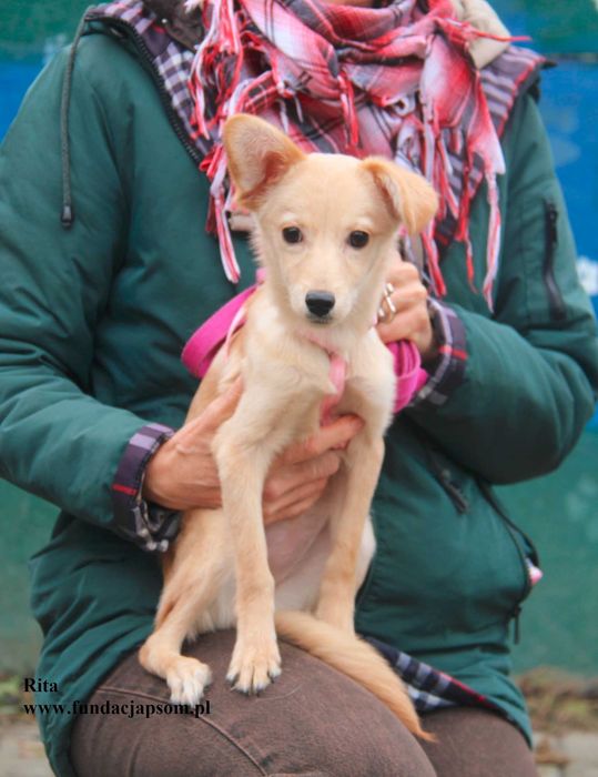 Rita, szczeniaczek szuka domku