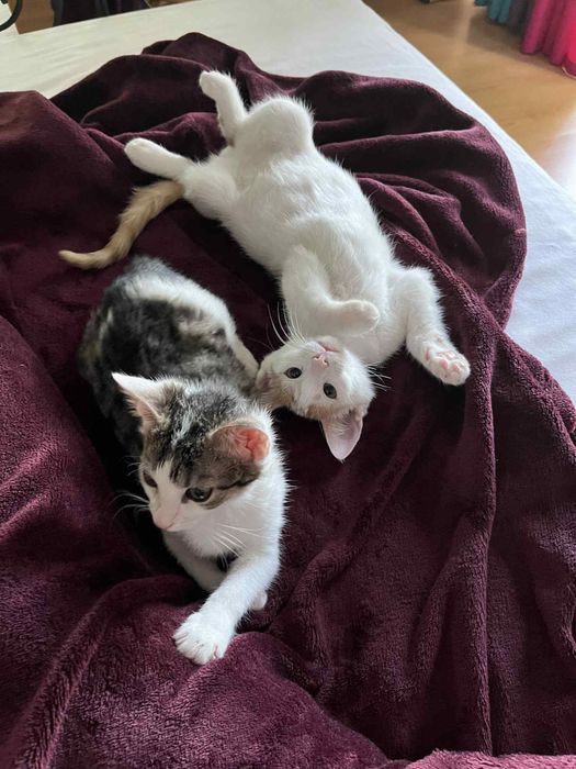 Kiku i Wexi - cudowny dwupak do kochania od zaraz