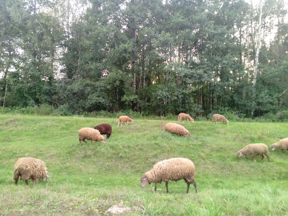 Продам вівці,овечки.