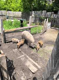Продам чистопородних свиней венгерської мангалиці