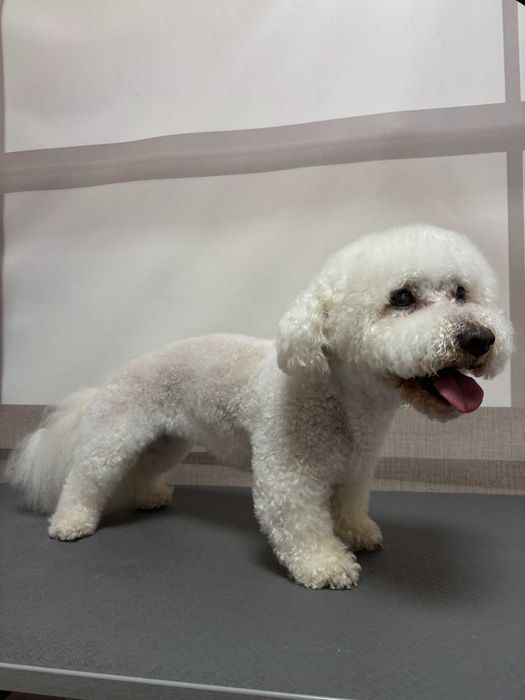 Послуги грумінгу м. КОРОСТЕНЬ