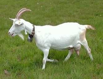 Mleko kozie ser wyroby sery z mleka koziego białe wędzone i kozy