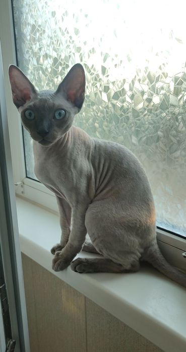 Девон Рекс хлопчик, Київ, Кривий Ріг