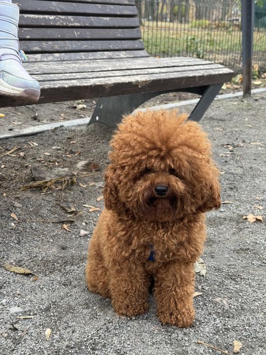 Кобель пуделя ждет невест