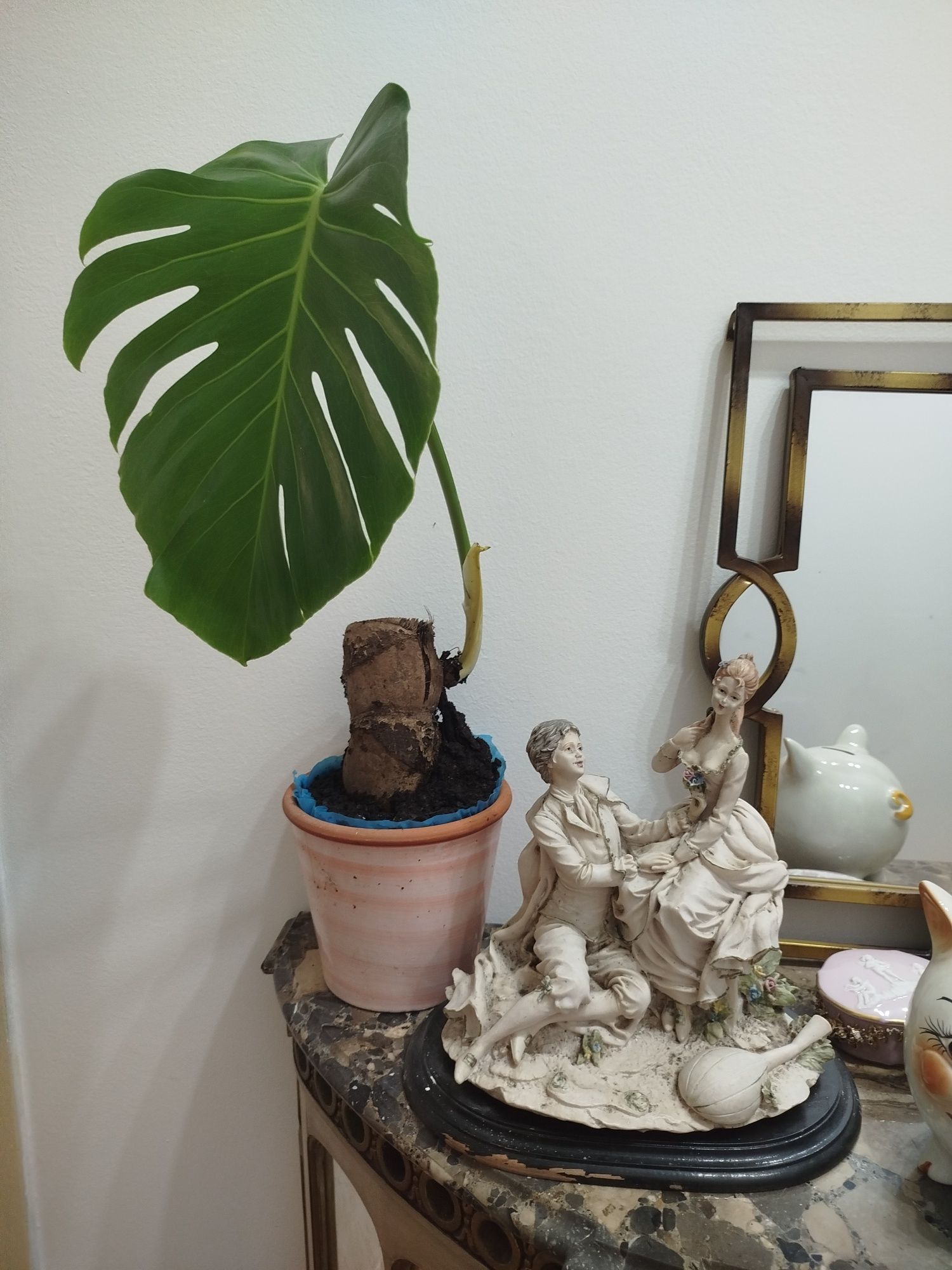 Planta natural Monstera deliciosa