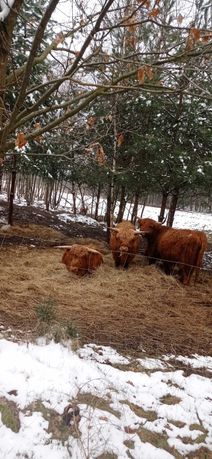 Bydło szkockie byki byk rozpłodowy krowy szkockie highland