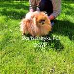 Pomeranian suczka hodowlana z uprawnieniami
