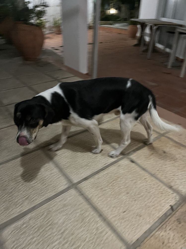 Cão de porte médio para adopção.