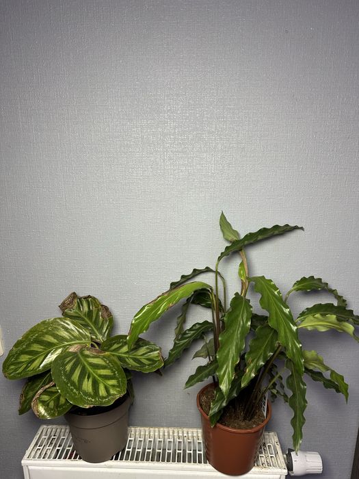 Стреліція Епіпремнум Маранта Плющ Спатифілум Даймонд Фікус Калатея