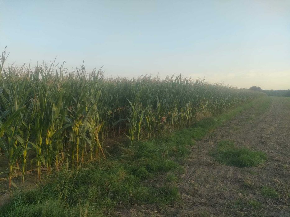 Kukurydza na  pniu na kiszonkę