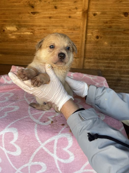 Цуценятка Безкоштовно