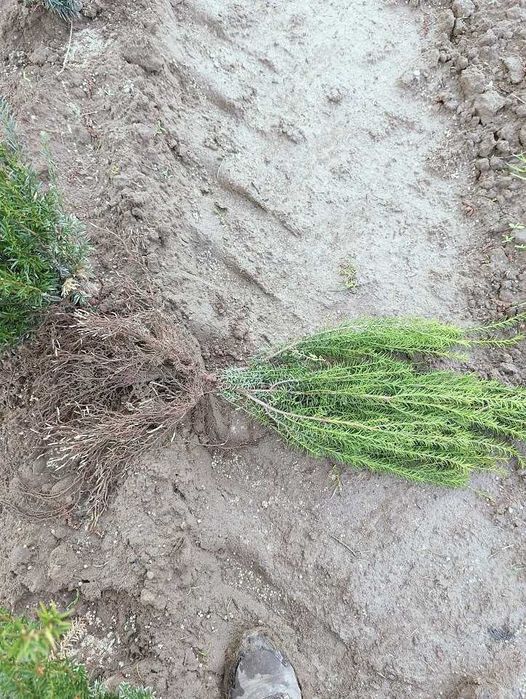 Cis pospolity 60 cm - 75 cm