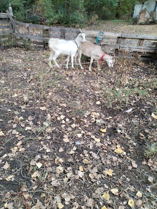 Кози, молоді кізочки